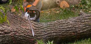  Troy Hills, NJ Tree Care Services Pros