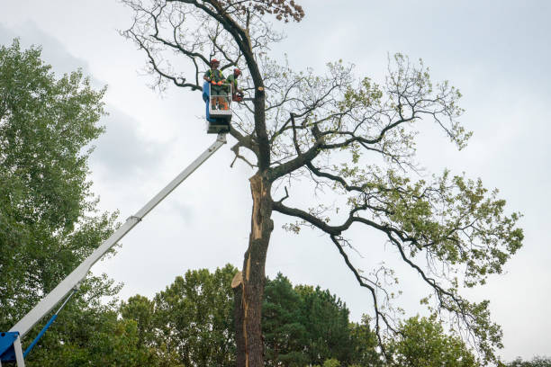 Best Lot and Land Clearing  in Troy Hills, NJ